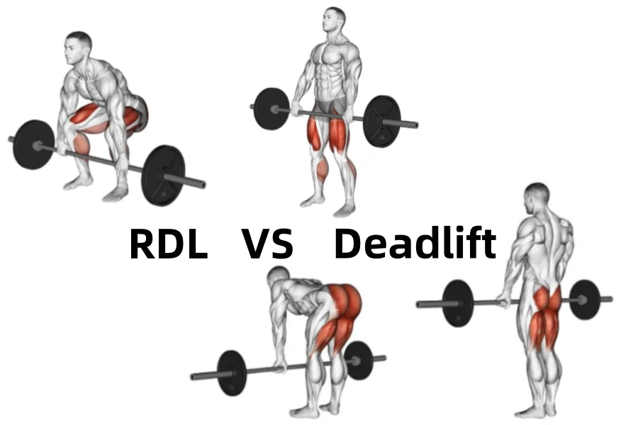 rdl vs deadlift