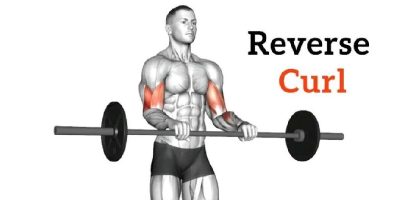 reverse barbell curl biceps​