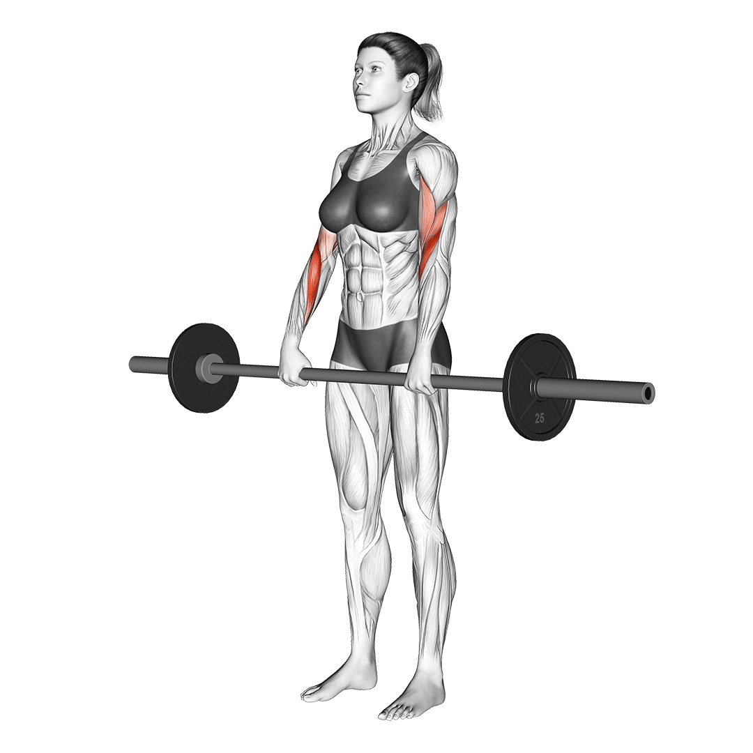 reverse barbell curl biceps​