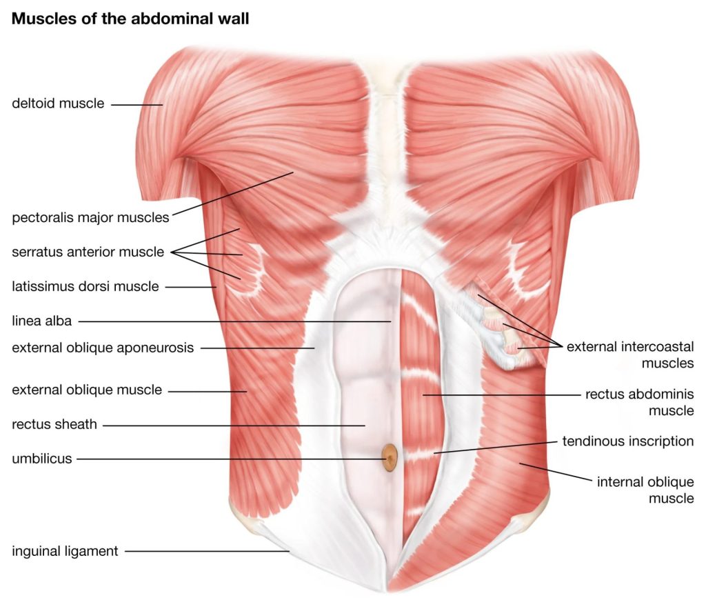 Abdominal Muscles