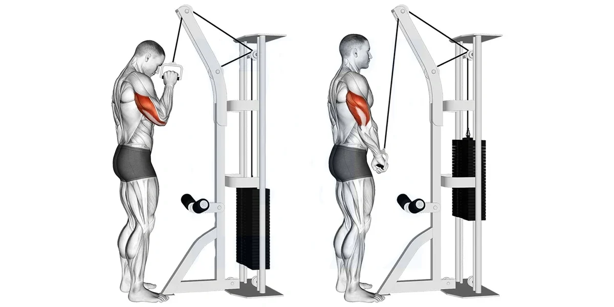 Cable Single Arm Tricep Extensions