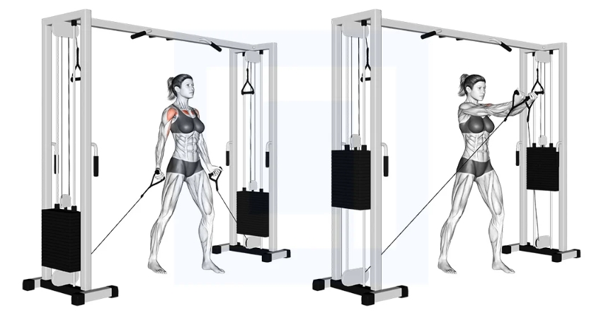 How to Cable Pec Fly Growth Muscle