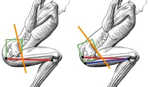 How to Fix Lower Back Pain After Squats