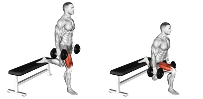 Master Leg Torcher Dumbbell Bulgarian Split Squat