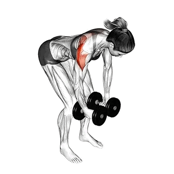 Rear Delt Flys