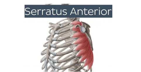 Serratus Anterior