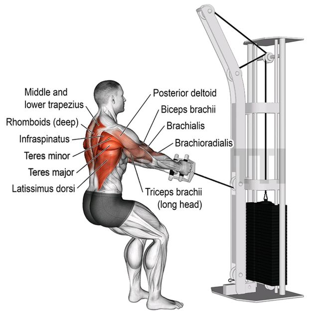 Standing Cable Row Muscles Worked