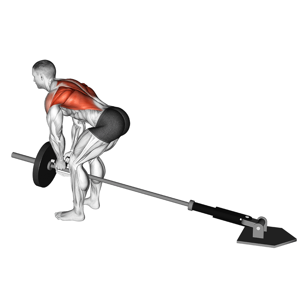 T-Bar Rows