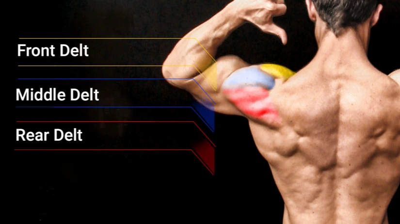 Understand Your Shoulders Build It Right From the Start