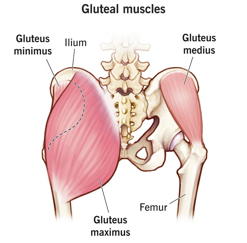 Understanding Your Glutes