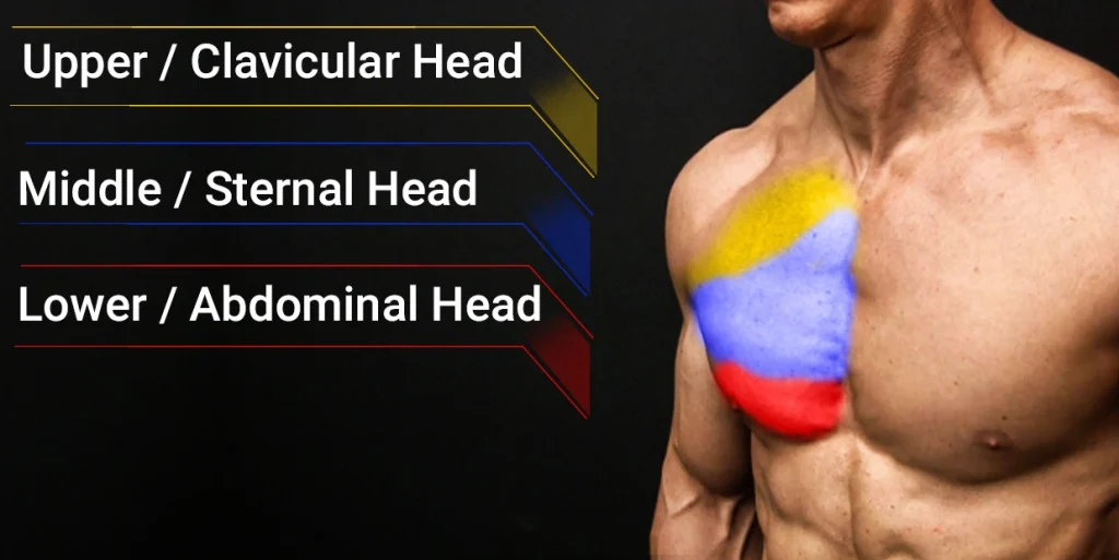 Understanding the Upper Chest Anatomy