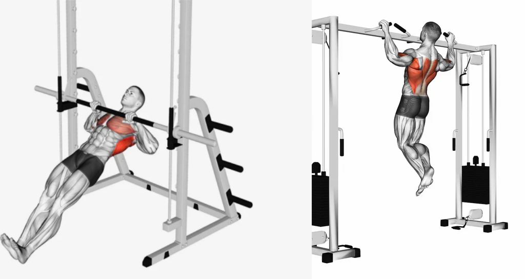 What Your Back Needs Inverted Row vs Pull Up Muscles