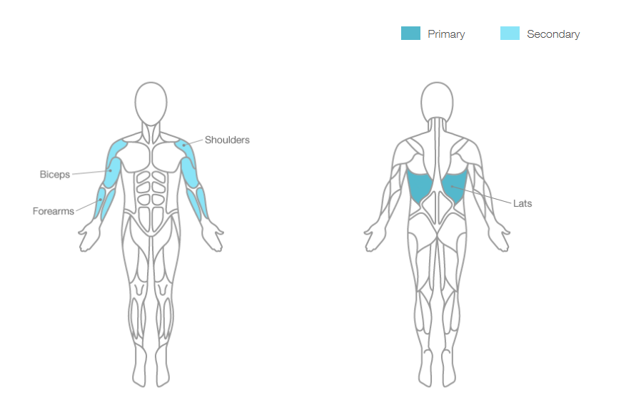 incline lat pulldown muscles worked
