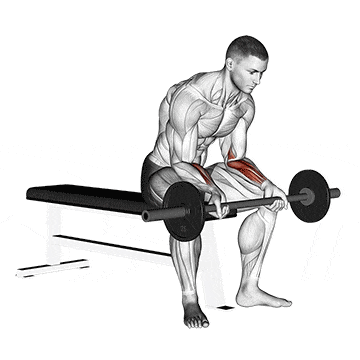 seated barbell bicep curl