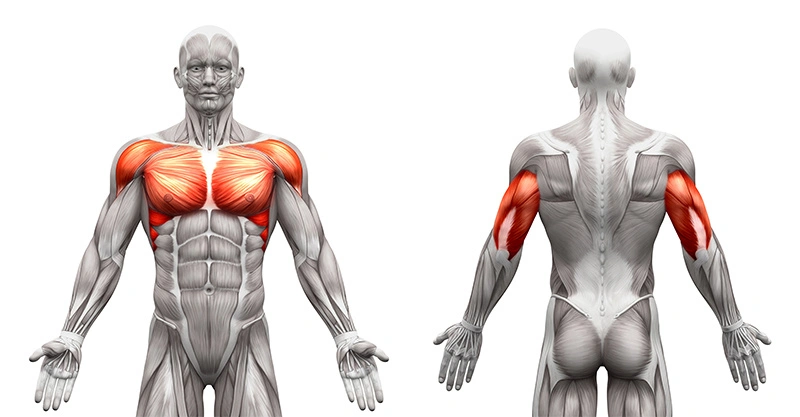 Effective Chest and Tricep Exercises for Maximum Strength