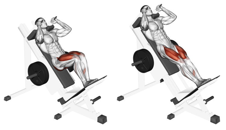 Hack Squat vs Leg Press​ Which is Better
