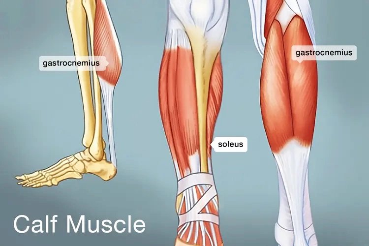 How Can I Grow My Calves