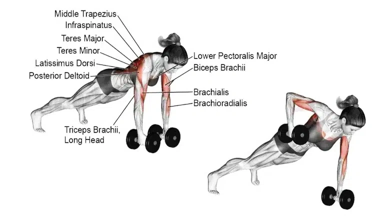 Push-Up to Dumbbell Row