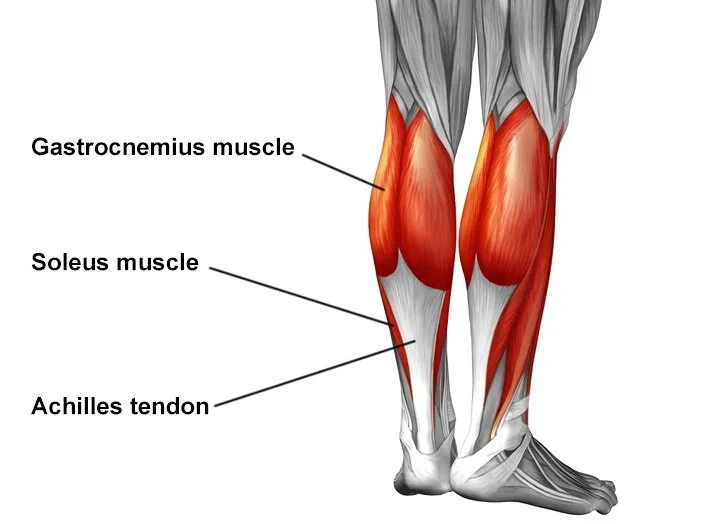 Quickly Understand Your Calf Muscles