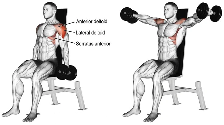 Seated Dumbbell Lateral Raise