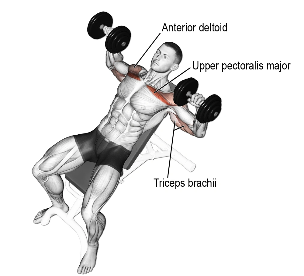 Target Muscles for Incline Dumbbell Press