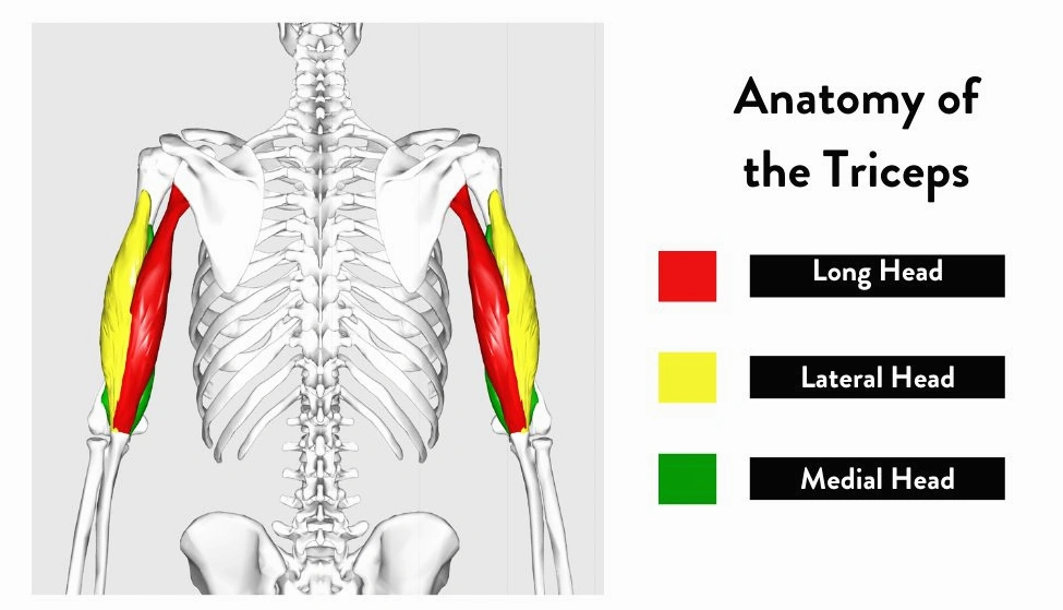 What Are The Triceps Muscles