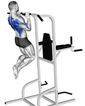 neutral Grip Pull Up