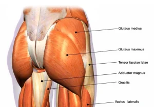 what exercise targets all glute muscles