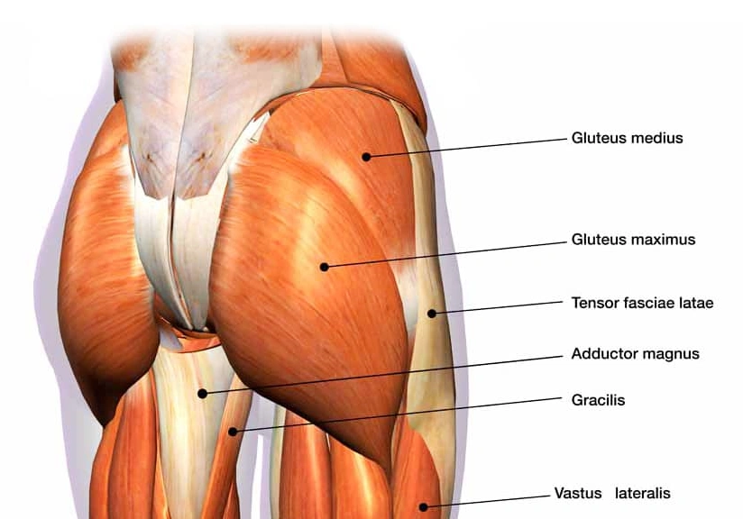what exercise targets all glute muscles